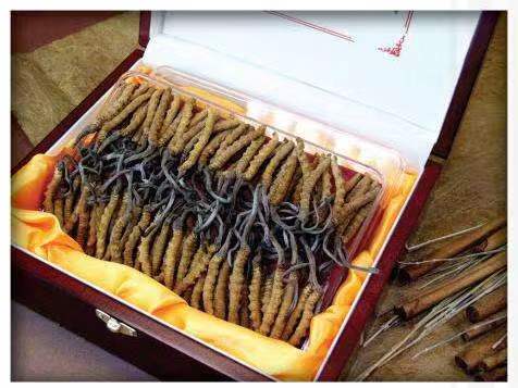 沈阳冬虫夏草回收